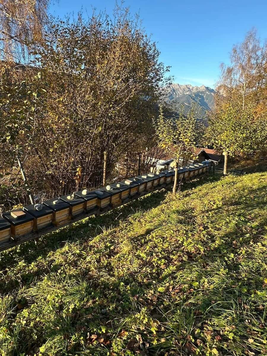 Axamer Lizum Bienen