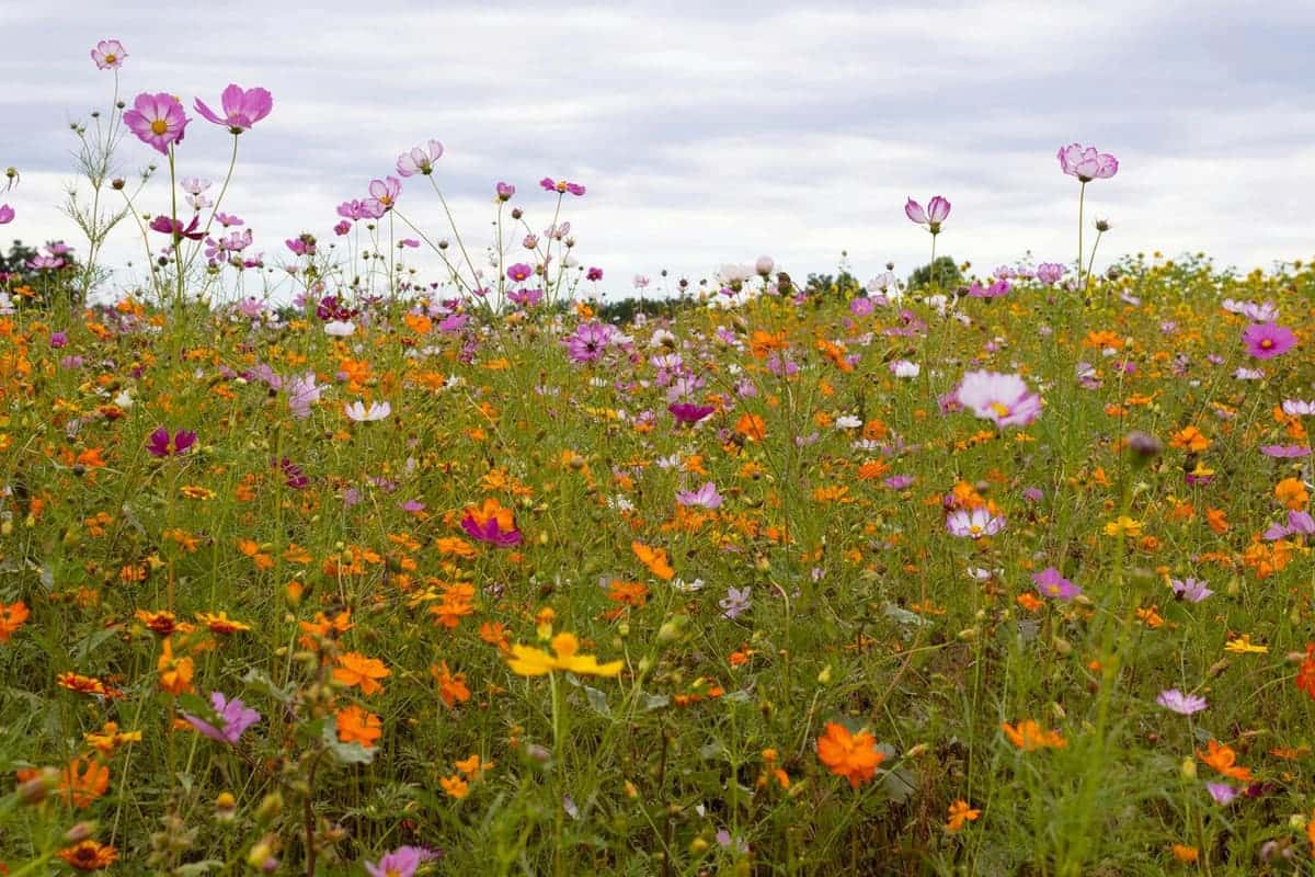 wildblumen