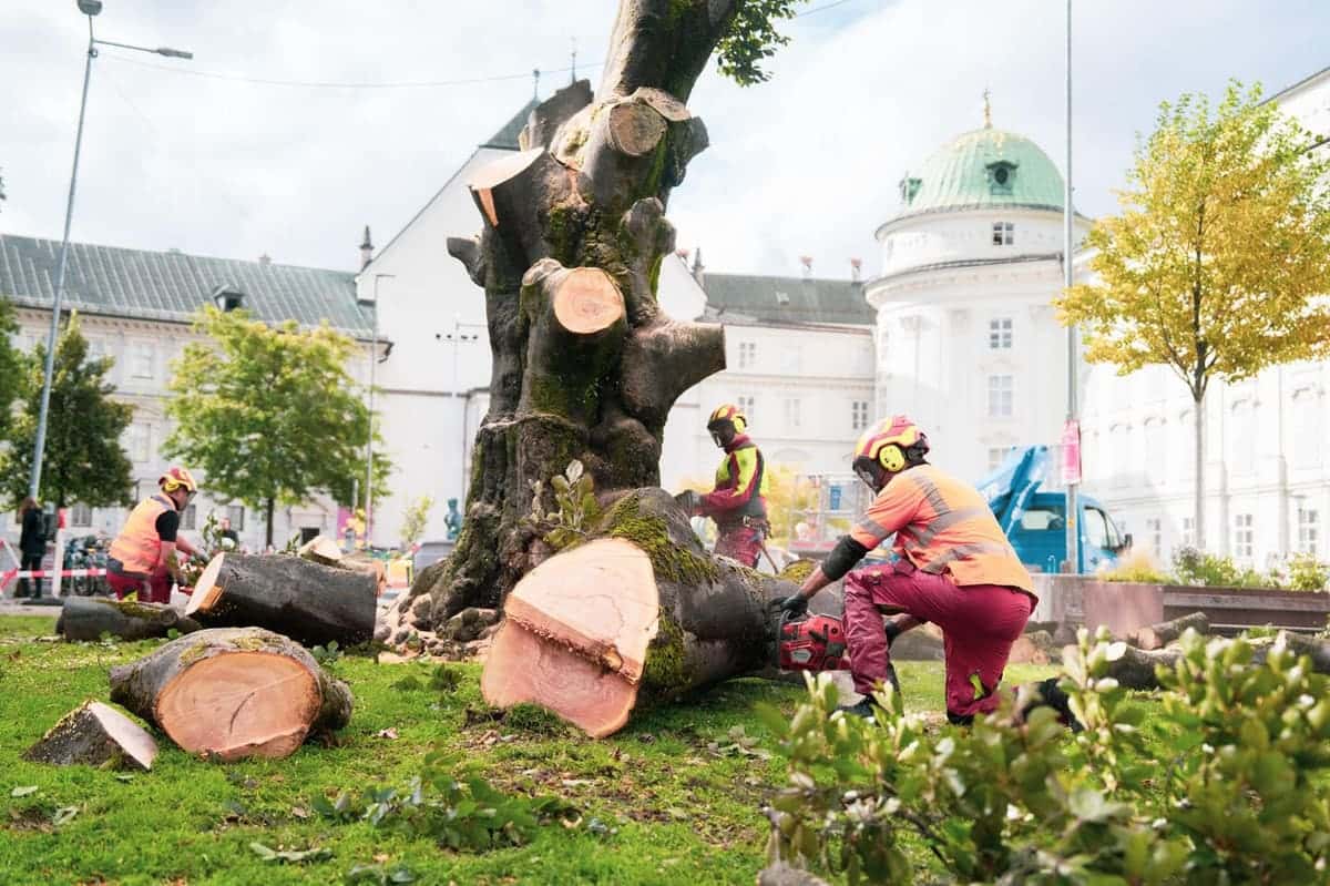 Aktuelle Aufnahme von der Fällung vom 25.09.2025 (Quelle: Julian Warenski | 4zu5)