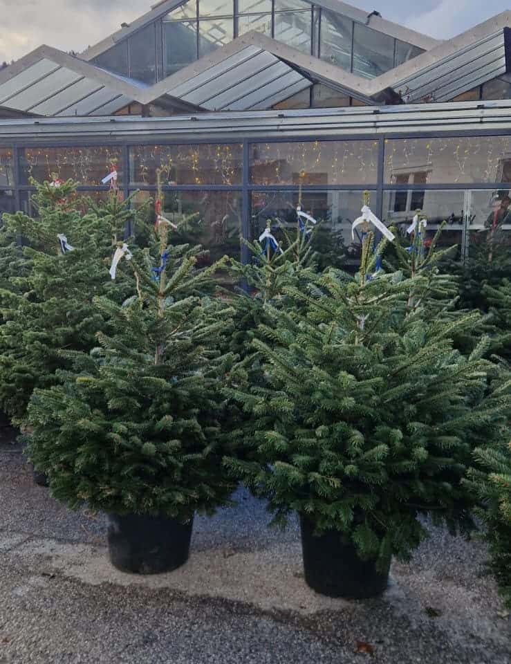 Christbaumaktion mit Biogärtnerei Seidemann 2025