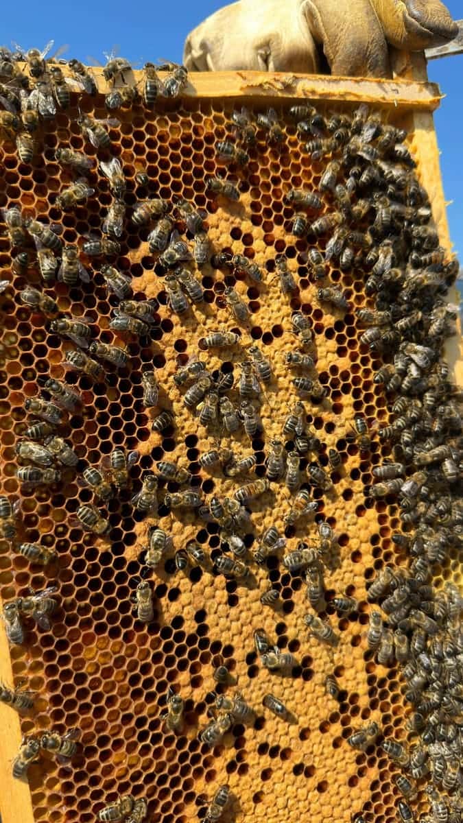 Bienen