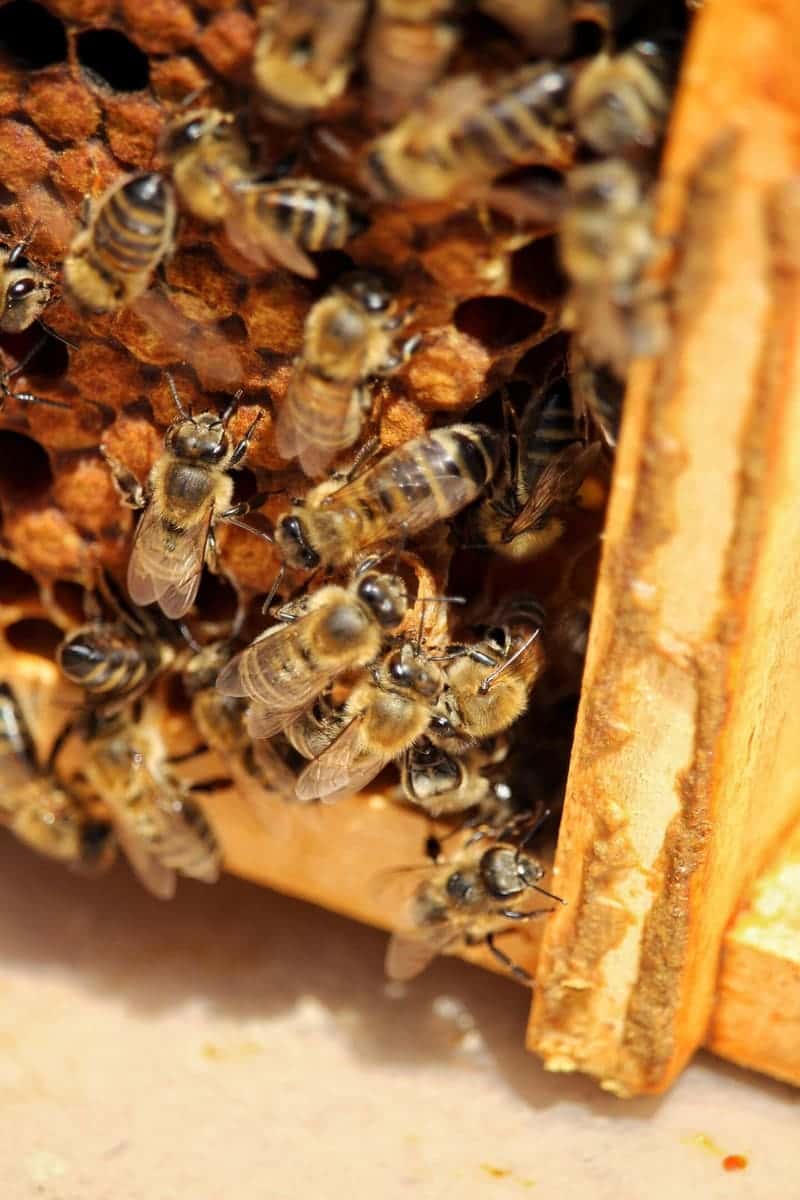 Bienen