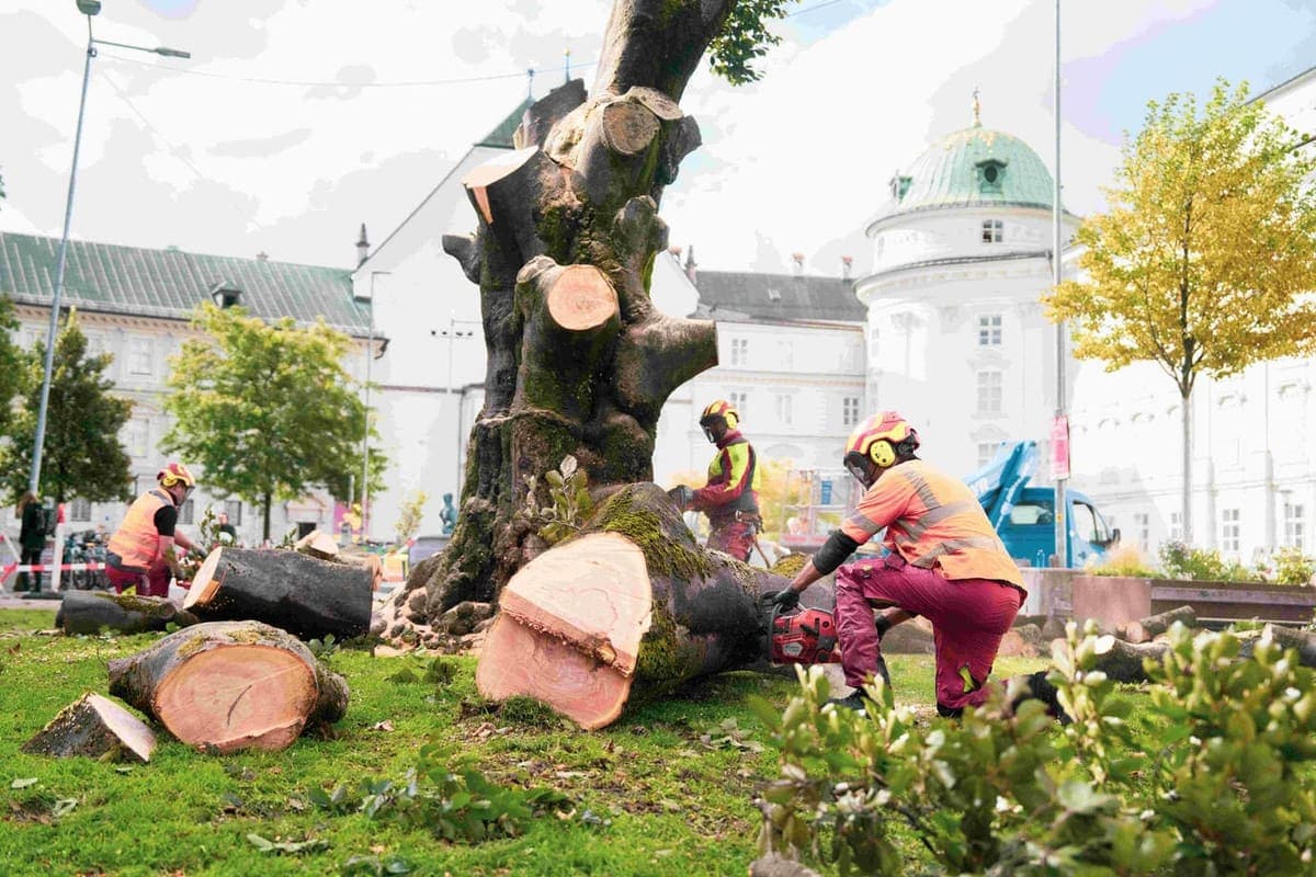Spendenaktion für eine neue Blutbuche 2025