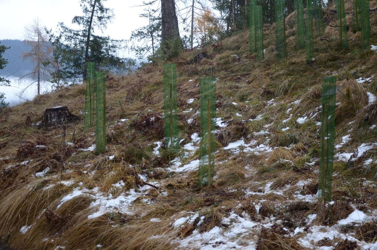 Wiederbewaldung