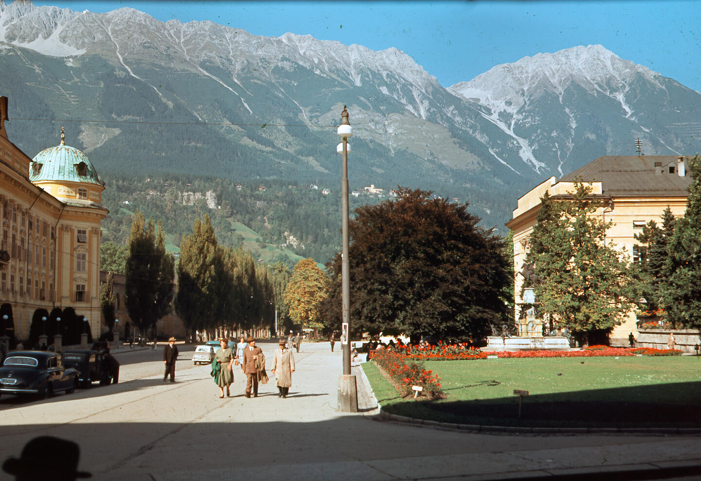 Blutbuche Innsbruck Fällung